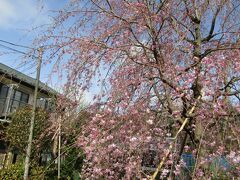 小田急団地の枝垂れ桜－2022年