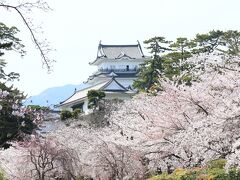 小田原城の桜、満開です・・・