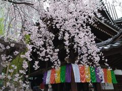 京都　桜咲く六角さん頂法寺へ散歩2022