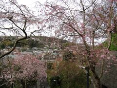 雲頂庵の枝垂れ桜－2022年