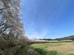 高麗川の巾着田でお花見して、川越水上公園でもお花見しました