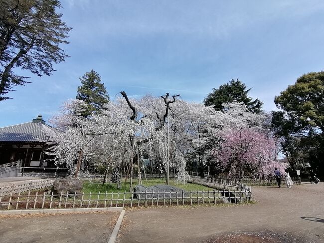 ’２２　千葉桜さんぽ　市川 真間山弘法寺のしだれ桜～里見公園～Garten Cafe ぶ楽り