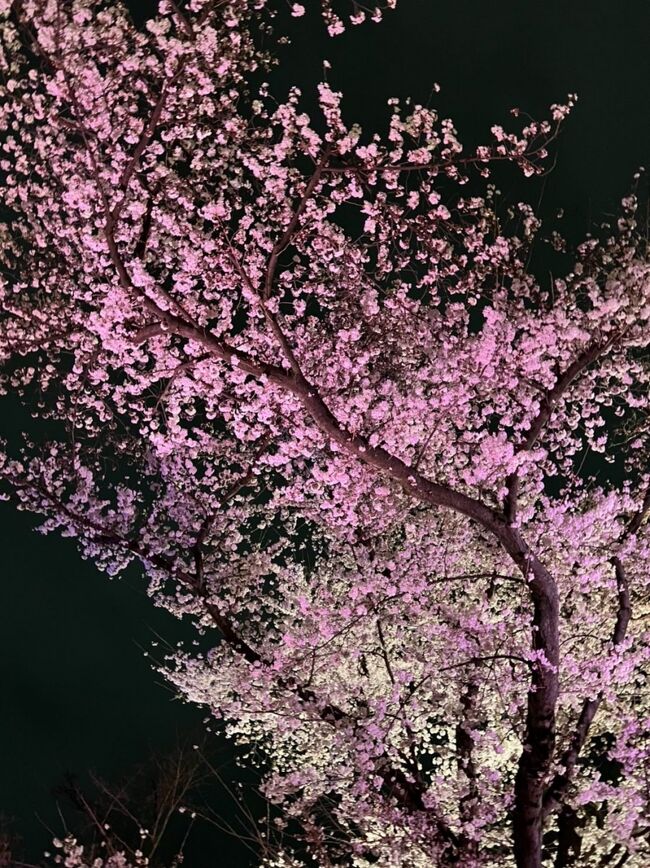 京都２泊３日　満開の桜を昼と夜＆食事、以下のスケジュールで満喫してきました。<br /><br />１日目：ホテルザ三井京都でランチ・ロビーでチェロとギターの生演奏<br />　　　　京都御苑の糸桜<br />　　　　乍旨司で夕食「なみだウニ」<br />　　　　二条城の夜桜　プロジェクションマッピング<br /><br />２日目：アフタヌーンティー<br />　　　　醍醐寺（太閤のしだれ桜）<br />　　　　殿田で夕食「たぬきうどん」<br />　　　　三井寺の夜桜・琵琶湖疏水（桜並木ライトアップ）<br /><br />３日目：丸山公園（祇園のしだれ桜）<br />　　　　知恩院<br />　　　　青蓮院門跡<br />　　　　彩味こかじでランチ「湯豆腐と野菜寿司」<br />