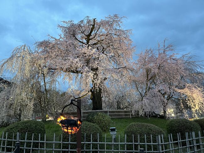 今年もお花見はやっぱり京都<br /><br />インバウンドが無い京都の春は<br />今年でもう終わりかもしれない<br />行かなけれは<br />今行かなければ<br /><br />どんな感じになるのでしょうか<br />2022　春、今年のさくらづくし<br /><br />桜はありのままに<br />そのままに<br />写真には全く加工はしておりません