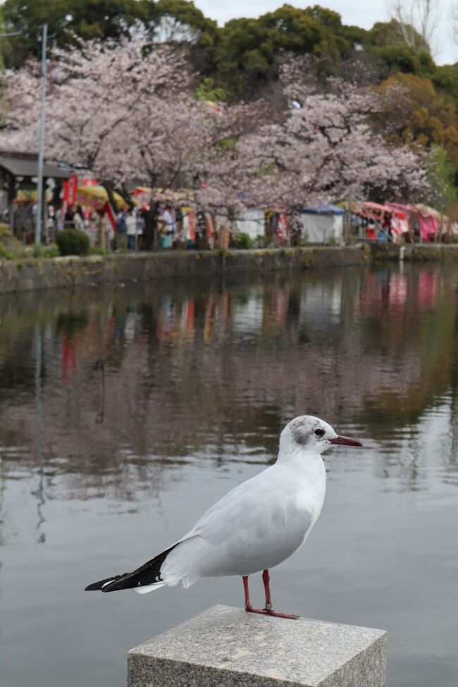 　コロナ禍後中々久しぶりに東京都内で花見！<br />蔓防制限解除後ということもあり桜の名所は大賑わい。<br />宴を張る事もなく、皆そぞろ歩きでの桜鑑賞。<br />ニューノーマルでの花見、これはこれでいいかもですね。