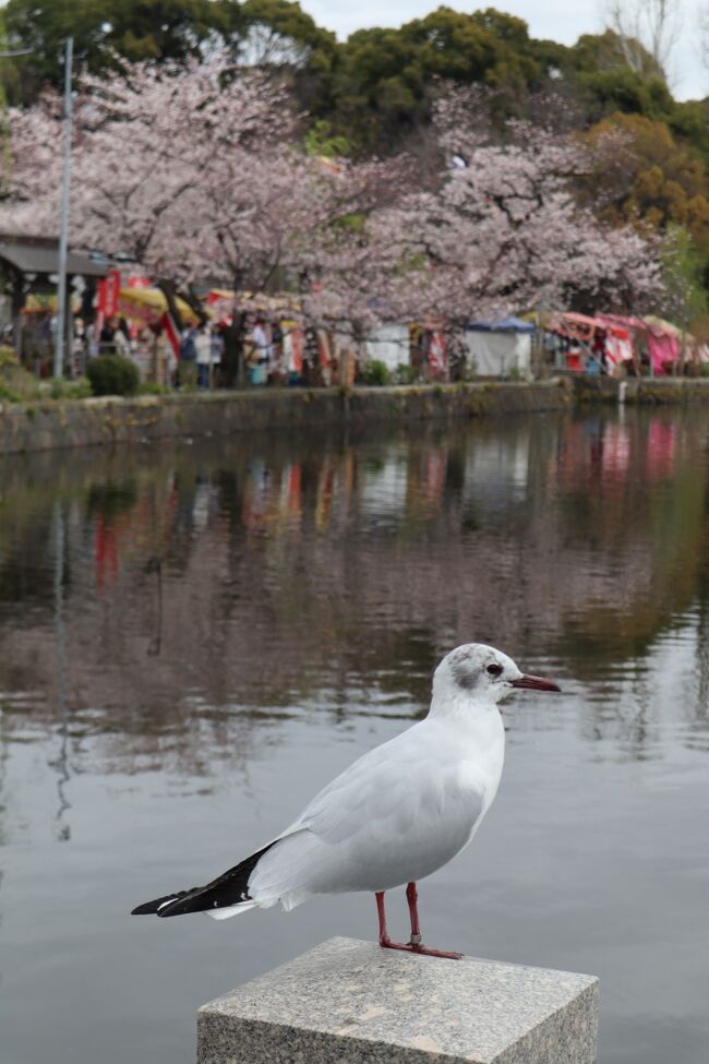 2022 東京で花見★上野公園~千鳥ヶ淵～靖国神社