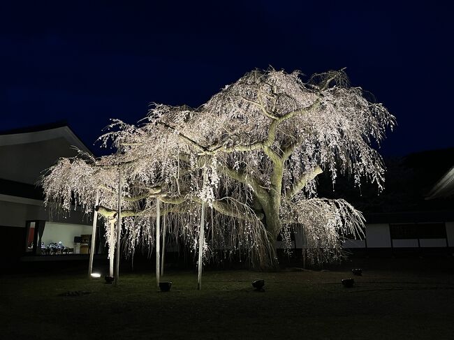 さくらづくし　夜桜編