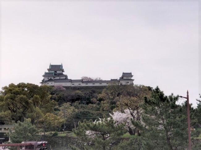 桜の季節になると、お城と桜を見に行きたくなります。<br />お城と桜って最強だと思いませんか？<br />何度か行ってるけど、桜の時期に行ったことのない和歌山城に行こう！<br />ついでに貴志川線に乗って、たま駅長に会って来よう！