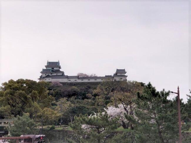 桜の季節になると、お城と桜を見に行きたくなります。<br />お城と桜って最強だと思いませんか?<br />何度か行ってるけど、桜の時期に行ったことのない和歌山城に行こう!<br />ついでに貴志川線に乗って、たま駅長に会って来よう!