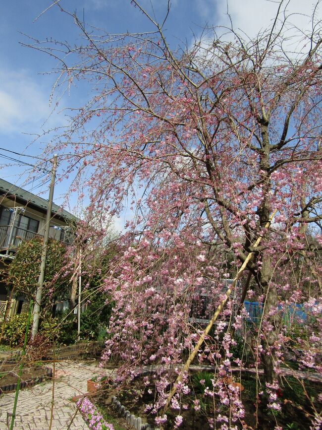 　小田急団地は大部分が横浜市戸塚区上倉田町に属するが、ほんの一部は地番が舞岡町になる。その小田急団地の端のお宅は駐車場だった1区画分を家の横の花壇として、その真ん中に大きな枝垂れ桜が植えられている（https://4travel.jp/travelogue/11684972）。舞岡町三枚畑の谷の片方の崖の上は小田急団地の戸建て住宅が建ち並んでいる。ここにあった駐車場が花壇になって枝垂れ桜が植えられたのは7、8年前のことである。しかし、上倉田町と下倉田町の町内地図ではいつまで経っても駐車場のままではあるが…<br />　上の方は花の付が悪いが、下の垂れ下がった枝にはもっこりとした八重の花が見頃になっている。しかし、全体的には4分咲きといったところだ。<br />（表紙写真は小田急団地の枝垂れ桜）