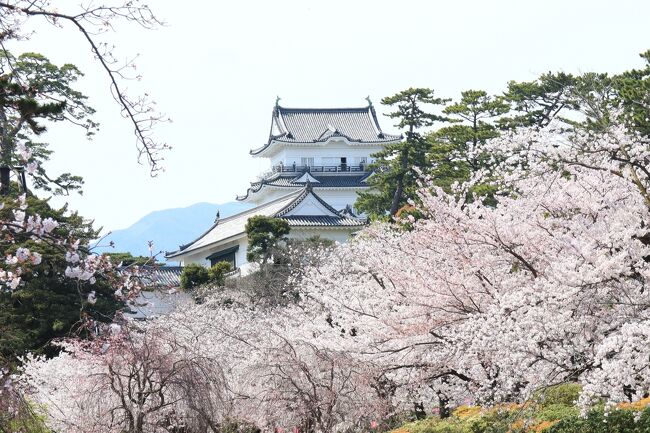 桜の見頃期は短い・・・<br />天気のいい日は何処に行こうかと迷う・・・<br />近くにも桜の名所といわれるところは多いのだが、それでも迷う・・・<br />週末に車で出かけるのは渋滞に巻き込まれる可能性があるので極力避けているのだが、明日、明後日と天気は悪そうだし・・・<br />なら、いちど見たいと思っていた小田原城の桜を見に行こう・・・<br />と、いうことで行ってきました。<br />大正解でした！<br /><br /><br /><br /><br /><br /><br />