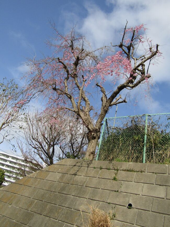 　横浜市戸塚区上倉田町にある倉田小はグランドは下倉田町の地番である。それで、上下が付く町名とは異なる学校名になっているのであろう。<br />　この倉田小の階段の上には枝垂れ桜が植えられているが、枝は切られており、枝振りは良くない。それでも、ここは富士山のビュースポットでもあり、最近は枝垂れ桜と富士山が同時に写真に写せるスポットを探している。<br />　しかし、残念ながらこの倉田小の枝垂れ桜はその条件には当てはまらない。<br />（表紙写真は倉田小の枝垂れ桜）