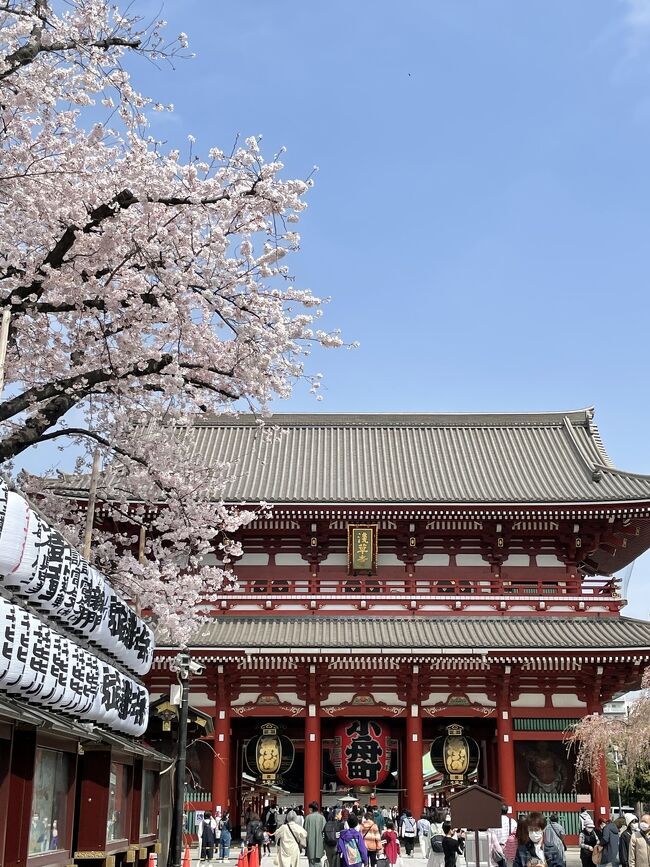 坂東33観音巡り　桜満開の浅草寺に、母も連れてお詣り。その後は、ニューオータニでランチ。そして土手のお花見に。