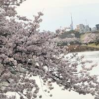 マダムの春旅イン博多・佐賀・小倉・行橋　⑤　３日目　天神～福岡城址～ホテルワイファイブ福岡天神