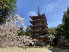 2,022年京都の桜巡り３（醍醐寺）