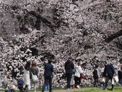 桜の森の満開の下～砧公園の桜と桜新町のラムバーガーとサザエさん