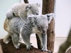２年越しに叶った鹿児島レッサーパンダ遠征（５）平川動物公園（３）コアラ特集：赤ちゃん５頭も！～赤ちゃん含めて総勢17頭～見たいシーンほぼ網羅