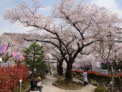 東京・桜（２）播磨坂さくら並木・巣鴨