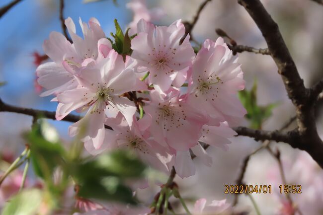 4月1日、午後3時50分過ぎにふじみ野市西鶴ケ岡地区にあるビバホーム内の植え込みで咲いている十月桜を見に行きました。<br />二番花の十月桜はほぼ満開になっていました。<br /><br /><br /><br />*写真は十月桜