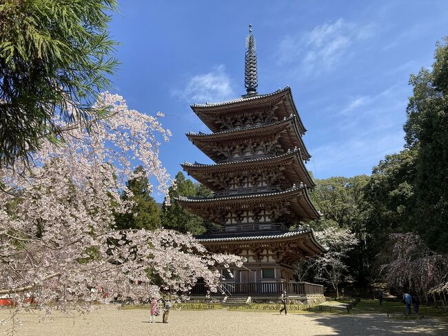 昨年行った京都の紅葉巡りに続いて、桜の花見めぐりに出かけてきました。<br />今回は、夜桜も見たかったので京都に一泊して出かけてきました。<br />桜観賞したたところは、<br />3月31日：嵐山の渡月橋から天龍寺、竹林の小径経由二尊院などを散策し、四条通のホテルに一旦チェックインした後、八坂神社、円山公園、白川南通の夜桜見学。<br />4月1日：清水寺から高台寺、円山公園、知恩院、蹴上インクライン、南禅寺、哲学の道を散策した後、醍醐寺に移動して豊臣秀吉が愛した醍醐の桜を観賞しました。<br />インターネットのさくら開花情報では少し早いかなと思ったのですが、どこもほぼ満開だったのできれいな桜をたっぷり楽しむことができました。<br />今回は旅行２日目の午後から観光した醍醐寺の花見を紹介します。<br />醍醐寺は豊臣秀吉が愛した花見の場所で、広大な面積に植えられていた、しだれ桜などがとても見事できれいでした。<br />さすがに満開の時期だったため、平日にもかかわらず沢山の観光客が桜を楽しんでいました。<br />表紙の写真は、醍醐寺の五重塔です。
