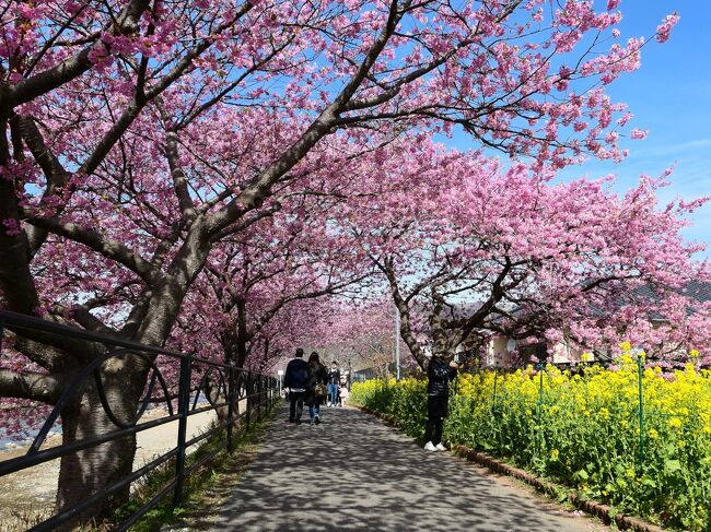 春到来　気分だけでも上げて行こう vol.1 河津桜