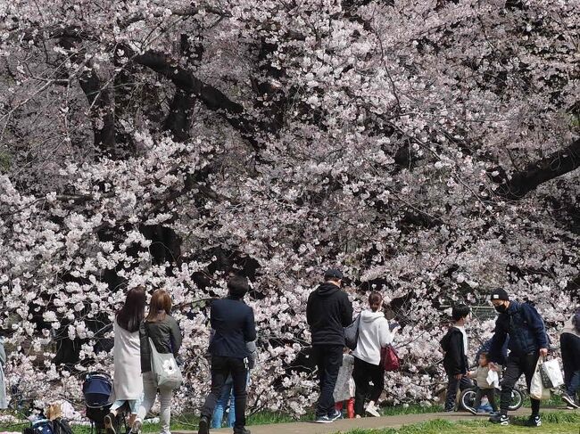 ここ何年も、桜が咲くと目黒川沿いを歩き、千鳥ヶ淵と砧公園を巡るのが慣例となっていたものの、多摩川を渡ることが躊躇われ東京の桜が遠かった。<br /><br />リバウンドなんて物騒なニュースも流れるけれど、砧公園の広い園内を歩く分にはリスクも少なかろうと田園都市線の用賀へ。<br /><br />桜を楽しんだ後は、桜新町へ移動し、食べてみたかったラムバーガーを食べてその後は長谷川町子美術館へ。<br /><br /><br />テレビやSNSから飛び込んで切るのは暗いニュースばかり。<br />そんな時に呑気に花見なんて、という意見や、<br />見ておける時に見ておかなきゃ、等々様々な意見が耳に入る。<br /><br />立場変われば意見も様々。<br />ただ暗い話ばかりに意識をフォーカスしているとメンタルが持たないぞ、と。<br /><br />