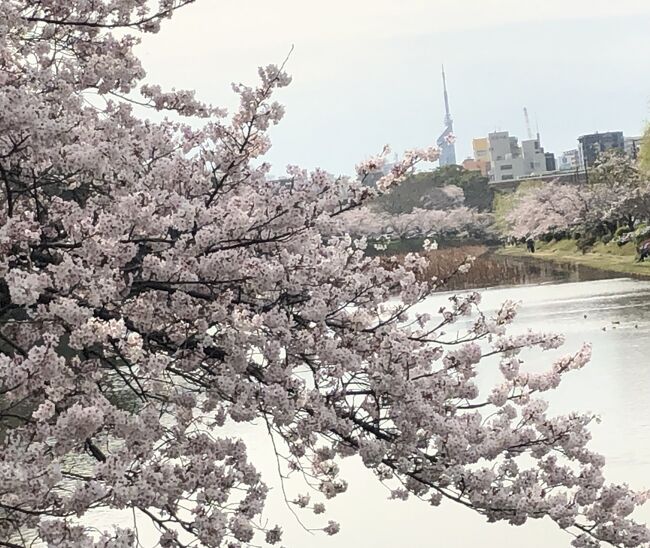 2022年3月28日(月)~4月2日(土)恒例のマダムの一人福岡旅です。3回目のワクチン接種の抗体もでき、蔓防も解除となり、大手を振っての旅。いつもと違うのは、「誕生日」そしてメインは「法要」この時期ですから、桜を見ます!そして誕生日なのですから、(そうでなくても)美味しいものを頂こうと思っての計画でした。暖かかったり、急に冷え込んだり、毎週の開花情報が出るたびに、間に合うのか、遅いのか、ドキドキしながらの旅でした。数年ぶりに、久々の日帰りバス旅行をし、従姉妹や友達と、お茶や食事をし、法要も行い、誕生日を、春を楽しんで来ました。主な行程は以下の通りです。①②③・・は旅行記の番号です。よろしければ最後までお付き合いください。<br />3月28日(月)1日目 自宅~羽田10:05発JAL313便 福岡着12:05<br /> 博多駅周辺での買い物① 従姉と夕食 ホテルラフォレスタ泊②<br />29日(火)2日目 第一観光日帰りバス旅行 <br /> 博多駅筑紫口~名護屋城博物館桜~呼子活きいか料理昼食③<br /> ~浦ノ崎駅桜~武雄温泉物産館~佐賀シャンリーにて <br /> 牛陶板焼き膳の夕食~博多~天神 ザワンファイブ福岡天神連泊④ <br />30日(水)3日目 天神周辺での買い物 福岡城址でのお花見⑤<br />31日(木)4日目 博多~小倉~行橋 お寺挨拶 ~小倉 エステ <br /> アーバンホテルかじまち連泊⑥<br />4月1日(金)5日目 小倉~行橋 お寺法要 ~小倉 友達とお茶 <br /> 従妹と夕食⑦<br />2日(土)6日目 小倉~博多 買い物~福岡空港13:00発 JAL314便 <br /> 羽田着14:40~自宅⑧
