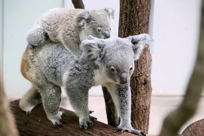 ずっと行きたいと思っていた鹿児島の平川動物公園（略して「平川ズー」）。<br />遠くにあってあこがれるだけでなく、いざ行こうと決めた直接のきっかけはレッサーパンダのメロディちゃんの平川ズーへのお嫁入りでした。<br />でも、平川ズーはコアラの飼育と繁殖実績はすばらしく、我が地元の埼玉こども動物自然公園（略して「埼玉ズー」）のコアラたちとも縁が深いです。<br />私がコアラ・ファンになったきっかけで、はじめて赤ちゃんコアラから見守ることができたエミちゃんは、埼玉ズーでピノっちという１児を出産した後、2017年５月に平川ズーにお嫁に行ったのですが、私がなかなか平川ズー・デビューできない間に、エミちゃんは平川ズーで新しい命を授かる前に５才という若さで亡くなってしまいました。<br />2022年３月現在、現役のコアラたちでは、現・多摩動物公園にいるコロンくんは平川ズー生まれで、埼玉ズーで５頭のパパになりました。<br /><br />このたび2022年３月、２年越しにやっと実現できた平川ズー初訪問。<br />公式サイトで下調べをしていたときに、2021年３月に新コアラ館オープンした上、また赤ちゃんたちが生まれているとのことで、延期になったから浮上した楽しみもありました。<br />コアラたちは寝ている時間が長いので、インスタグラムを通じて知り合ったコアラ・ファンさんたちにあらかじめ情報をもらっておきました。<br />そうでなくても私は、コアラたち以外の動物たちにも興味津々ですし、第一目的はレッサーパンダだったので、寝ているコアラたちだけにずっと張り付いているわけにはいきません。<br />でも、初訪問に決めた３月18日（金）は、昼過ぎまで雨予報だったので、天気予報が確認できるようになってからは、せっかくの初訪問なのに、だいぶテンションが下がってしまったのですが、雨の中、レッサーパンダや他の動物たちを見に行くのはきついし、屋外展示は中止になっている可能性が高いとなれば、むしろ、屋内で見学できるコアラたちに集中できる、と思い直しました。<br />その結果、第一目的のレッサーパンダのところよりも、コアラ館にいた時間の方が長くなりました。<br />思った以上に飼育頭数が多くて、混乱しそうになりましたが、個体紹介は充実していて、１区画に同居しているのは１番多くても３頭までだったし（赤ちゃんを含めたら４頭のところがあったのは後で気付きました）、飼育員さんが展示場にやって来そうな時間帯をねらっていたので、その場で質問することもできて、全員ではないにしても、少なからず個体判別がある程度できるまで観覧していることができました。<br /><br />それから、いざ訪れてみて、１番びっくりしたこと！<br />私がインスタグラムなどで拾える情報を消化しきれていなかったせいでもありますが、赤ちゃんが生まれているというのは、すでに名前がついているヒナタちゃんやライトくんのことより、むしろこれから名前募集される、まだまだママにべったりの名無しの赤ちゃんたち３頭のことだったようです！<br />つまり、子供あるいは赤ちゃんといえる子たちが５頭もいたのです！<br />最初は気付かず、説明も、写真を撮って後でゆっくり読もう思っていたので、気付きませんでした。<br />でも平川ズーを２日訪れることにしていたおかげもあり、コアラ館には１日目に朝、昼、夕方、２日目は朝と夕方と５回足を運ぶことができて、名無しの赤ちゃん３頭含め、全16頭をなんとかカメラに収めることができたし、あらかじめ情報をもらっていて見たいと思っていたシーンもほぼ、見られました。<br />ただ、どうしても赤ちゃんたちに夢中になってしまったので、東山動物公園で知って、すっかりお気に入りになっていたインディコちゃんは、同居している子と勘違いしていて、あまりちゃんと見れていなかったことに、あとで気付きました（苦笑）。<br /><br />＜2020年３月に予定していて２度あきらめ３度目の正直で２年越しに叶った初の鹿児島・初の平川動物公園＞<br />□（１）アクセスみやげ編：２年半ぶりの飛行機搭乗に緊張～天文館から平川動物公園～目移りするほどのみやげ<br />□（２）宿泊グルメ編：お気に入りのドーミーインに３泊＆郷土料理のコースとうなぎと与論牛上ステーキに舌鼓<br />□（３）平川動物公園（１）園内いろいろ＆憧れの桜島を背景にしたアフリカの草原ゾーン＆世界のサルゾーン<br />□（４）平川動物公園（２）トレーニングとリンゴタイムも見られたレッサーパンダ＆合間にオランウータンなど<br />■（５）平川動物公園（３）コアラ特集：赤ちゃん５頭も！～赤ちゃん含めて総勢17頭～見たいシーンほぼ網羅<br />□（６）平川動物公園（４）豪・南米の自然ゾーン～インドの森ゾーン～アシカとクマと野生のイヌ・ネコゾーン<br /><br />平川動物公園の公式サイト<br />https://hirakawazoo.jp/<br /><br />＜タイムメモ（詳細版）＞<br />【2022年３月17日（木）】<br />13:20　家を出る<br />15:05頃　浜松町に到着<br />15:30頃　羽田空港第２ターミナル到着<br />16:15　ゲート前に到着<br />16:25　搭乗<br />16:40　羽田発ANA627便<br />18:35　鹿児島に到着（定刻）<br />18:50発のリムジンバスに乗車<br />（1,300円／券売機で現金のみ）<br />19:40　天文館高速バスのりばに到着<br />19:50　のんびり歩いてホテルに到着<br />　　＆ドーミーイン鹿児島にチェックイン<br />20:30　ホテルを出る<br />（動物園行きのバス停を下見する）<br />21:00-21:55　「吾愛人（わかな）」で郷土コース料理<br /><br />【2022年３月18日（金）】<br />05:00　起床<br />05:05-05:30　朝風呂<br />06:50-07:15　ホテルのバイキング朝食<br />07:40　部屋を出る<br />07:45　道路向かいの高見馬場のバス停に到着<br />08:10頃にバスが来る<br />（定刻07:57／２番線動物園行き）<br />09:00すぎ　平川動物公園に到着（定刻8:44）<br />09:05　平川動物公園に入園（開園09:00）<br />（入園料500円／年パス1,000円だが作らず）<br />09:05　雨の中のキリン（アフリカの草原ゾーン）<br />09:15　園内バスに乗車（クロサイ展示前のりば）<br />09:20頃　コアラ館最寄りの停留所に到着<br />09:25-10:45　コアラ館（主に新館）★<br />（新館ではイト・ライト親子以外起きていた）<br />（旧館のコアラの飼育やあゆみの展示）<br />（天気予報より早く10:30頃に雨がやんだが強風）<br />10:45-10:50　休憩<br />10:50　カンガルー（エリアの外から）<br />10:55　ビントロング（寝てた）<br />11:00-11:05　バーバリーシープ・マントヒヒ（同居展示）<br />11:05-11:10　インドゾウ・クジャク（インドの森ゾーン）<br />11:10-11:15　ミーアキャット・プレーリードッグ<br />11:20　ラマ（南アメリカの自然ゾーン）<br />11:25-12:20　レッサーパンダ<br />（荒天なので屋外展示中止）<br />（室内：スバルとメロディ）<br />（しばらくしてから目を覚まして活動）<br />12:20-12:25　オランウータン<br />12:30-12:35　フクロテナガザル<br />12:35　ワオキツネザル<br />12:35すぎ-12:40　レッサーパンダ<br />（少しだけ起きてまた寝た）<br />12:45-13:10すぎ　コアラ★<br />（イト・ライト親子は起きていた）<br />13:20すぎ-14:50　レッサーパンダ<br />（はじめて寝ていて待機）<br />（14:00すぎ　展示交代＆スバルのトレーニング）<br />（交代後は屋外：風美／室内：スバルのみ）<br />（その後に風美のリンゴタイム）<br />14:55-15:20　休憩<br />（再び小雨が断続的に降り始める）<br />15:20-15:25　世界のサルゾーン<br />（ヤクシマザル以外撮影せず）<br />（チンパンジーは見つけられず）<br />15:30-15:35　カリフォルニアアシカ<br />（飼育員さんが給餌中）<br />15:40　クロサイ（園内バス停留所前）<br />（園内バスを待ちながら）<br />15:45　園内バスに乗車<br />15:50頃　コアラ館の最寄りに到着<br />15:50すぎ　カンガルー<br />（エリアの外から／小雨中）<br />15:55-16:45　コアラ★<br />（16:30頃　旧館でユーカリの水やりとユーカリジュース）<br />（旧館の３組の親子少し活動）<br />16:50　コツメカワウソ・ペンギン<br />16:55　コインロッカーで荷物を回収<br />17:00　平川動物公園を出る（閉園17:00）<br />17:05～バス停で待つ<br />（16:55のバスが走り去った後）<br />17:35　バスに乗車（定刻）<br />18:25頃　高見馬場のバス停に戻る<br />18:30　ホテルに戻る<br />19:00すぎ　ホテルを出る<br />（空港行きのバス停を下見する）<br />19:15-19:55　うなぎの「末よし」で夕食<br />20:05　部屋に戻る<br />21:00-21:50　手もみ処で計50分コース<br /><br />【2022年３月19日（土）】<br />05:30　起床<br />05:35-06:10　朝風呂<br />06:50-07:20　ホテルのバイキング朝食<br />07:40　部屋を出る<br />07:45　道路向かいの高見馬場のバス停に到着<br />07:58　バスに乗車（ほぼ定刻）<br />08:50頃　平川動物公園に到着<br />（ほぼ定刻／２番線動物園行き）<br />09:00　平川動物公園に入園<br />09:00-09:05　アフリカの草原ゾーン（桜島と）<br />09:15園内バスに乗車<br />（白雪姫の当の前から出発／外周コース）<br />09:20頃　コアラ館最寄りの停留所に到着<br />09:20-10:10コアラ館（主に旧館）★<br />（旧館の３組の親子はかろうじて見られた）<br />10:10-10:15　ビントロング<br />10:15-10:30　クジャク（インドの森ゾーン）<br />（クジャクたちは競って羽根を広げていたところ）<br />10:35　ラマ（南アメリカの自然ゾーン）<br />10:35-10:45　缶ジュース休憩<br />10:50-11:30　レッサーパンダ<br />（ときどきオランウータン）<br />（屋外：スバルとメロディ）<br />（11:20頃から晴れ・曇り・ごく小雨の繰り返し）<br />11:30-11:45　缶ジュース休憩<br />11:50-12:00　世界のサルゾーン<br />12:10-12:15　カリフォニアアシカ<br />（プールの水の入れ替え中）<br />12:20-12:30　世界のクマゾーン<br />（ホッキョクグマのカナさんの思い出写真）<br />12:35～　野生のイヌ・ネコゾーン<br />12:35-12:40　オオカミ・ライオン<br />12:40-13:00　ベンガルヤマネコ・ホワイトタイガー他<br />13:05-13:10　売店で買い物<br />13:20-14:50　レッサーパンダ<br />（14:00すぎに展示交代）<br />（交代後は屋外：風美／室内：スバルのみ）<br />（～14:20頃　スバルのトレーニング）<br />（風美のリンゴタイムはバックヤードで）<br />14:50-15:10　缶ジュース・アイス休憩<br />15:10～南アメリカの自然ゾーン<br />15:10-15:20　ラマ・バク・カピバラ・マーラ<br />15:20-15:25　ナマケモノ・アルマジロ・キンカジュー<br />15:25-15:30　花しゅうぶ園前で野花の撮影<br />15:30すぎ-15:35　タテガミヤマアラシ（不思議な動物ゾーン）<br />15:35-15:45　は虫類・夜行性動物館<br />15:50-15:55　オーストラリアの自然ゾーン<br />（放し飼いエリア内ウォークスルー）<br />15:55-16:25　コアラ★<br />（新館でユーカリジュース途中から見学）<br />16:30-16:35　コツメカワウソ<br />16:35　フンボルトペンギン<br />16:45　園内バスでメインゲート前へ<br />（ふれあいランド停留所から）<br />16:45　コインロッカーで荷物を回収<br />16:50　平川動物公園を出る（開園17:00）<br />17:10頃　バスに乗車（定刻16:55のバス）<br />18:05　高見馬場のバス停に戻る<br />18:10　ホテルに戻る<br />18:55　ホテルを出る<br />19:00-19:40　創作ダイニング「とーぐら」で夕食<br /><br />【2022年３月20日（日）】<br />05:30　起床<br />05:40-06:10　朝風呂<br />06:50-07:20　ホテルのバイキング朝食<br />07:45　ホテルをチェックアウト<br />07:50　天文館の高速バスのりばに到着<br />08:00　バス到着<br />08:05発の空港行きバスに乗車<br />（08:20　中央駅バスターミナル）<br />09:00　空港到着（ほぼ定刻）<br />09:15頃　チェック案＆手荷物を預け終える<br />09:25-09:35　買い物<br />09:35-09:40　展望デッキ<br />09:45　保安検査終了<br />10:10　鹿児島発ANA2474便（SNA運航）<br />11:45　羽田に到着（定刻より５分前に到着）<br />12:00　手荷物を受け取る<br />12:15発のリムジンバスに乗車<br />15:00頃　帰宅<br /><br />※これまでの動物旅行記の目次を作成済。随時更新中。<br />「動物／動物園と水族館の旅行記～レッサーパンダ大好き～　目次」<br />http://4travel.jp/travelogue/10744070