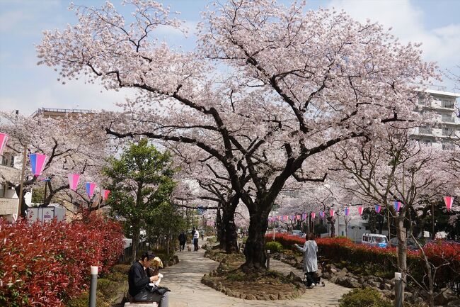 桜が満開となったので文京区の茗荷谷付近の播磨坂さくら並木を歩いて巣鴨まで行って来ました。