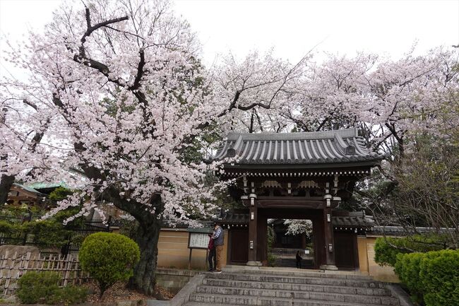 桜が満開になったので池袋、雑司ヶ谷付近を歩いてみました