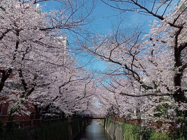 東京２０２２桜　【１】目黒川１