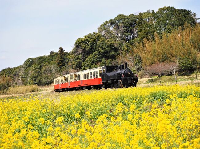  大人の青春18きっぷ2022年春旅Part③前編【里山トロッコ列車に乗って春の房総半島横断に行ってみよう♪】　