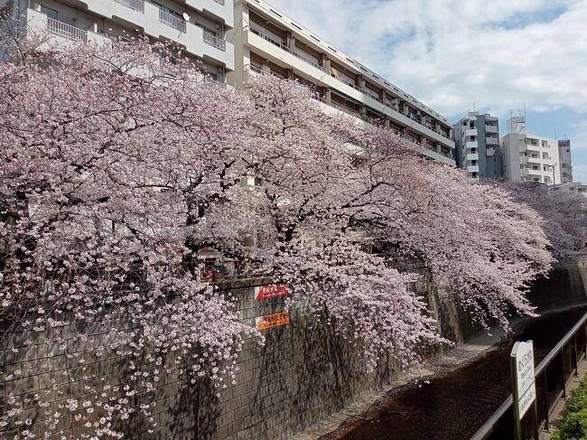 東京２０２２桜　【２】目黒川２