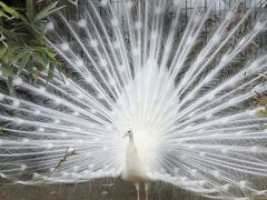 ２年越しに叶った鹿児島レッサーパンダ遠征（６）平川動物公園（４）豪・南米の自然ゾーン～インドの森ゾーン～アシカとクマと野生のイヌ・ネコゾーン