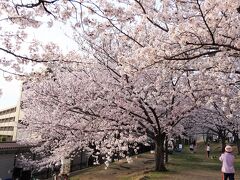 ＊＊今年は、週末にきれいな満開の桜＊＊