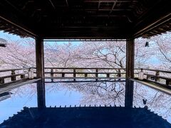 観月舞台のリフレクションが見たくて...桜風景が美しい三井寺へ！