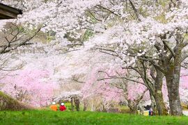 吊り橋ゆらゆら。桜もふもふ。『市房ダム湖』