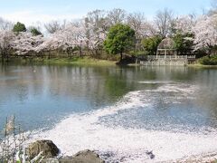 近所の桜散策は石窯焼きパン屋さんから出発～早めに見に行って正解だった花見散策