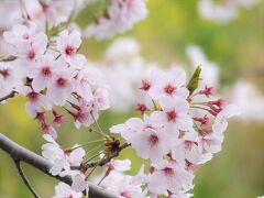 大阪・高槻は春爛漫　桜満開の三島・玉川の里から桜便り～２２