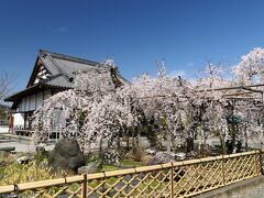 「西光院」の枝垂れ桜_2022_見頃が続いていました（栃木県・佐野市）