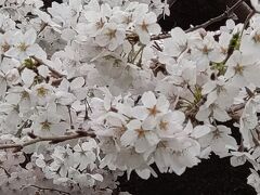 ２０２２年　上野公園の桜
