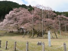 岡崎城、名古屋城、犬山城の桜と淡墨桜