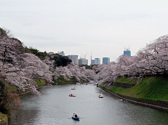 3月末になって東京および首都圏で桜が満開になりました。昨年都心の桜巡りはコロナ禍と日程の都合上、2ヶ所での咲き始め状態しか見られませんでした。今年は都心の桜が満開時の土日はあいにくの天候なので、平日に時間を作って結構な数の場所を訪れました。<br />今年は2年ぶりに東京の桜の名所でも特に人気がある目黒川、千鳥ヶ淵（皇居）、隅田公園の他、過去何度か訪れている青山霊園、桜の時期では2度目の池上本門寺、六本木ミッドタウン、そして初めて訪れる洗足池に足を運びました。場所により青空、曇り空でそれぞれ違いますが、いずれのスポットも桜は満開状態！まるで夢の世界のような桜並木の光景を楽しむことができました！<br /><br />---------------------------------------------------------------<br />スケジュール<br /><br />★3月28日　自宅－東急東横線中目黒駅　目黒川－東急・東京メトロ渋谷駅　　　　　　　<br />　　　　　　－東京メトロ九段下駅　千鳥ヶ淵－自宅　<br />　3月30日　自宅－JR五反田駅－東急池上線洗足池駅　洗足池－<br />　　　　　　東急池上線池上駅　池上本門寺－東急・JR蒲田駅－<br />　　　　　　 JR・東京メトロ上野駅－東京メトロ浅草駅　隅田公園－自宅　<br />　3月31日　自宅－東京メトロ青山一丁目駅　青山霊園－<br />　　　　　（徒歩）新国立美術館－東京ミッドタウン－<br />　　　　　　東京メトロ六本木駅－東京メトロ青山一丁目－<br />　　　　　（徒歩）明治神宮野球場　東京メトロ青山一丁目－自宅