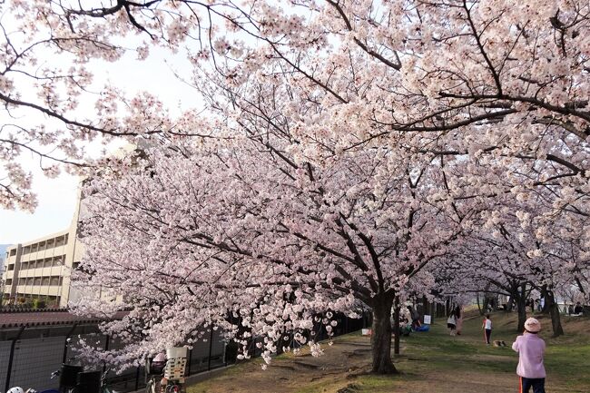 ここ数年、隠れた桜の名所、武庫川に１人で花見に来ています。いつも平日に行ってたのが、今年は週末の土曜日。思いがけず、人が多かったのです。隠れ名所ではなかった？きれいでした。<br />カメラとケータイの両方で写真を撮って、ケータイの方はラインのグループに送りました。京都や姫路の写真を送ってきていたので、それも追加します。ホッとしますね、桜の写真は。<br />これから更に選んで、パリの友人に桜の写真を送ります。<br />それにしても、東京や京都の名所の混雑ぶりをテレビで見ると、ホントにスゴい！もう、行きたくても行けないです…一番行きたいのは、弘前公園。お城の外堀でしょうか？日本一の名所と思うのです。満開の桜の下に、花筏があるのを一度でいいから実際に見たい！夢のような写真を見てから、１５年以上思い続けています。なかなか行く機会がないのです。そうだ、まず、ここで見てからいつ行くか考えよう～<br /><br /><br />