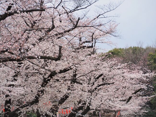 上野の桜と 再開された上野動物園 2022年3月の記録