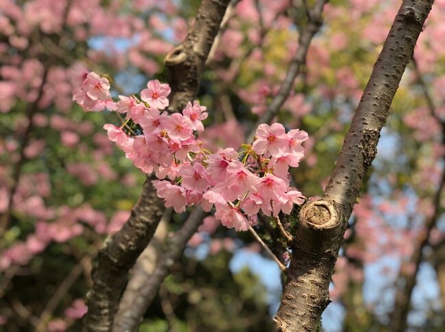 2022年の桜開花宣言は３月１７日午前９時半ごろ全国一早い開花でした。例年より5日早く昨年より5日遅い開花です。<br />お天気も良く孫が春休みになったので人手の少ない平日に花見散策をしてきました。<br />住まいの高取を出発して最初に紅葉八幡宮、次に鳥飼八幡宮そして最後に西公園の光雲神社の桜を見て回りました。<br />お天気に恵まれとてもきれいな青空の下、きれいな桜を見ることができました。<br />歩いた距離は10.7kmでした。