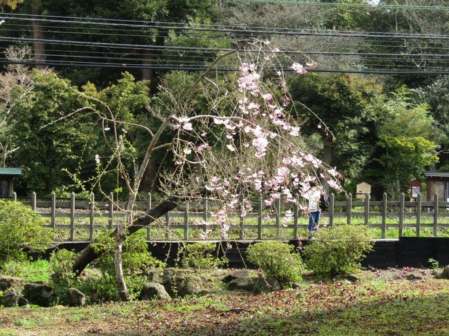 　鎌倉で一番の枝垂れ桜の名所といえば、その本数が10数本と多いあのアジサイ寺で知られる明月院である。あの建長寺でさえ創建750周年でも広大な境内に植えた枝垂れ桜の本数は10本に届かなかった。建長寺に比べれば境内が狭い明月院では比較的密に植えられている。<br />　しかし、近年になって、あの円覚寺では50、60本もの枝垂れ桜の苗木が境内に植えられた。樹齢13年もすると開花するとされる実生の枝垂れ桜も2、3年前から花を付けるようになって来た。しかし、その枝垂れ桜の花に気が付くことはないであろう。<br />　それが、もう20、30年も経てばJR北鎌倉駅で電車を降りると円覚寺境内の枝垂れ桜が目に飛び込むようになることであろう。<br />　すなわち、円覚寺は枝垂れ桜の一大名所を目指していると考えられ、それは近い将来に実現するものと思われる。<br />　なお、枝垂れ桜の1本の木では鎌倉山の扇湖山荘のものが鎌倉市内では最大かと思われる。<br />（表紙写真は円覚寺の枝垂れ桜）