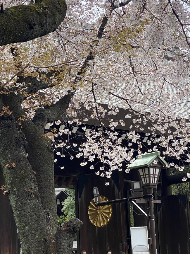 東京ウオーク散りゆく桜を見ながら20000歩コース・京橋‐有楽町‐日比谷‐皇居東御苑‐千鳥ヶ淵‐靖国神社‐万世橋‐日本橋