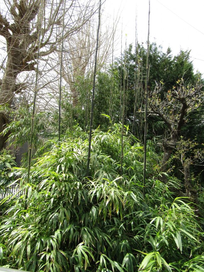 　北鎌倉にある明月院の本堂横には昭和50年代に本堂後庭園を整備した際に四方竹が植えられた。しかし、それは1cm角と細い園芸店で売っている四方竹であった。それが、今では中には4cm角ほどの北鎌倉・浄智寺由来の四方竹があるので驚いてしまった。明月院に植えられた四方竹は浄智寺由来の四方竹で、植えてから40、50年も経たないとまともな大きさの四方竹にはならないのか？<br />　一方、JR横須賀線の線路脇から明月院に向かう明月院通りの川の両脇にも四方竹が生えている。これは、勿論、近くの浄智寺由来の四方竹である。しかし、この時期に竹の子が伸びている。浄智寺由来の四方竹は秋に筍が出る。この冬は寒かったのでこの春の時期に筍が出た？<br />（表紙写真は竹の子が伸びた明月院通りの四方竹）<br />