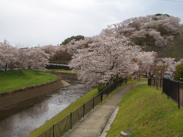 昨日、本来ならば、大阪に行き、桜見物をしようと思っていたのですが、天気予報が昼から雨だったので、出鼻を挫かれ、重い腰がますます重くなっておりました。<br /><br />ただし、一年に一度は満開の桜を見たいものです。<br /><br />雨が降っても、直ぐに帰れるところとして選んだのが、「三室山」と「竜田公園」です。<br /><br />三室山は、奈良県生駒郡斑鳩町神南4丁目にある標高82メートルの小さな山です。<br /><br />竜田公園北端から河川敷の遊歩道を歩き、三室山の山頂まで行きました。コメントはできるだけ少なくしていますので、満開の桜を楽しんで下さい。